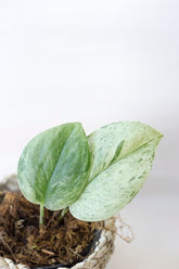 Scindapsus moonlight marble variegata
